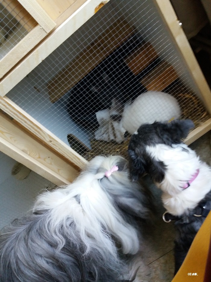beardies Suzy en Nienke op bezoek bij konijntjes